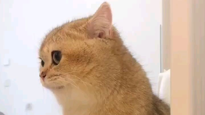 咬 舌 自 尽
